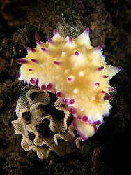 nudibranch, laying eggs by Heru Suryoko 